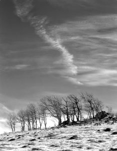 Wind-bent Trees at snowline