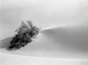 Lone Bush in Sand Dune