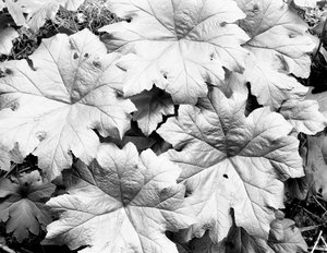 Large overlapping leaves