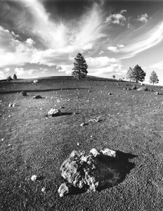 Lone Tree in Wupatki Lava Field